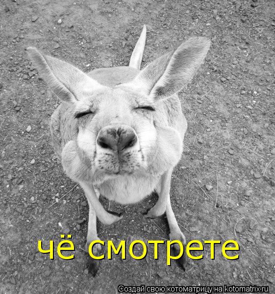 Котоматрица: чё смотрете
