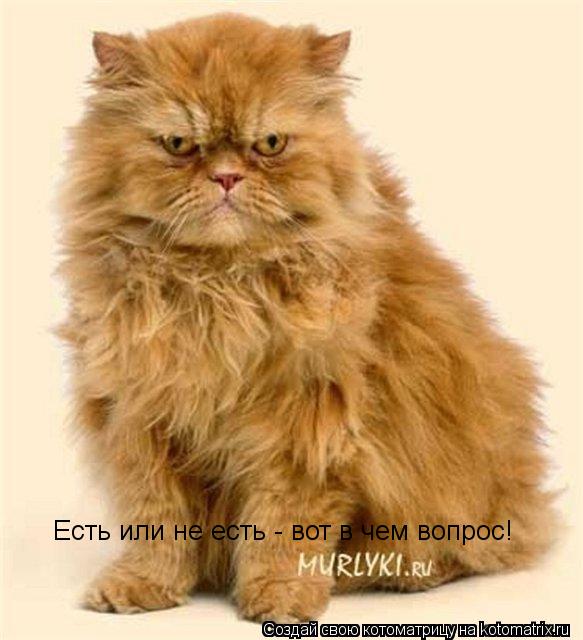 Котоматрица: Есть или не есть - вот в чем вопрос!