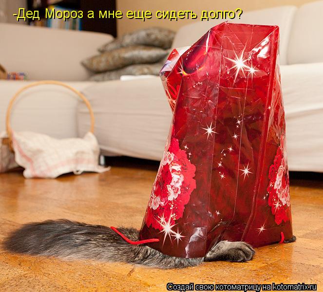 Котоматрица: -Дед Мороз а мне еще сидеть долго?