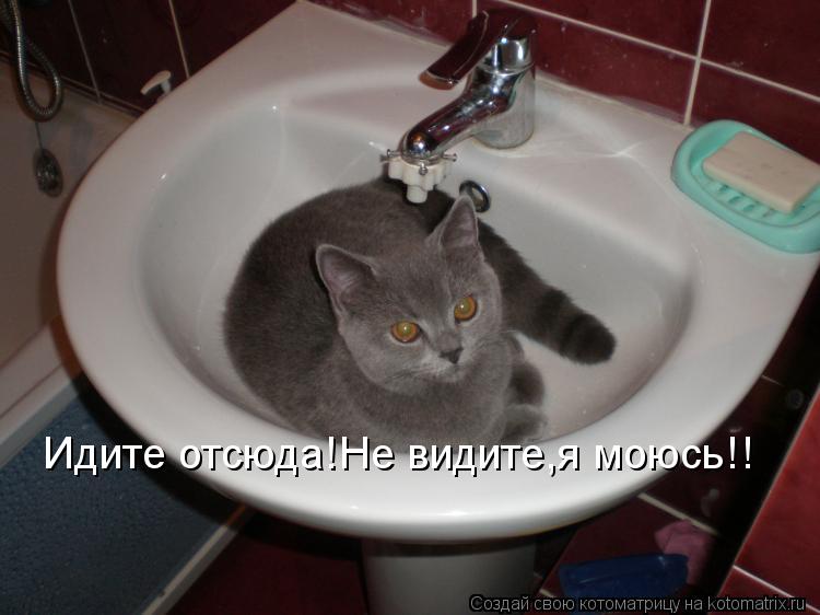 Идите отсюда!Не видите,я моюсь!!... Котоматрица: Идите отсюда!Не видите,я моюсь!!