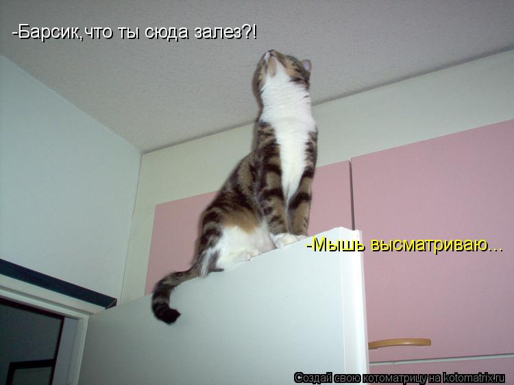 -Барсик,что ты сюда залез?! -Мышь высматриваю...... Котоматрица: -Барсик,что ты сюда залез?! -Мышь высматриваю...
