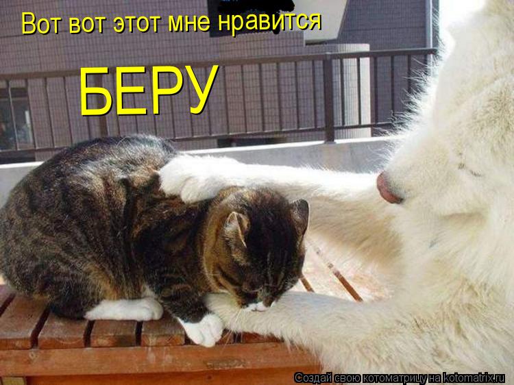 Вот вот этот мне нравится БЕРУ... Котоматрица: Вот вот этот мне нравится БЕРУ