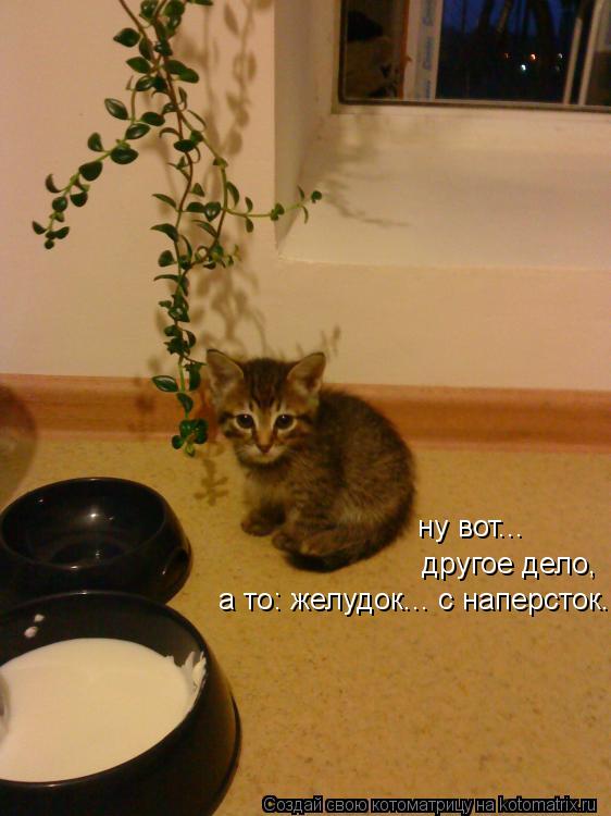 ну вот... другое дело, а то: желудок... с наперсток...... Котоматрица: ну вот... другое дело, а то: желудок... с наперсток...