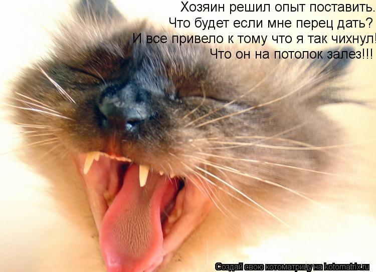 Хозяин решил опыт поставить. Что будет если мне перец дать? И все привело к тому что я так чихнул! Чт... Котоматрица: Хозяин решил опыт поставить. Что будет если мне перец дать? И все привело к тому что я так чихнул! Что он на потолок залез!!!