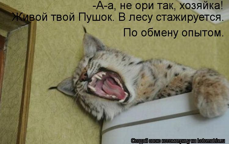 Котоматрица: -А-а, не ори так, хозяйка! Живой твой Пушок. В лесу стажируется. По обмену опытом.