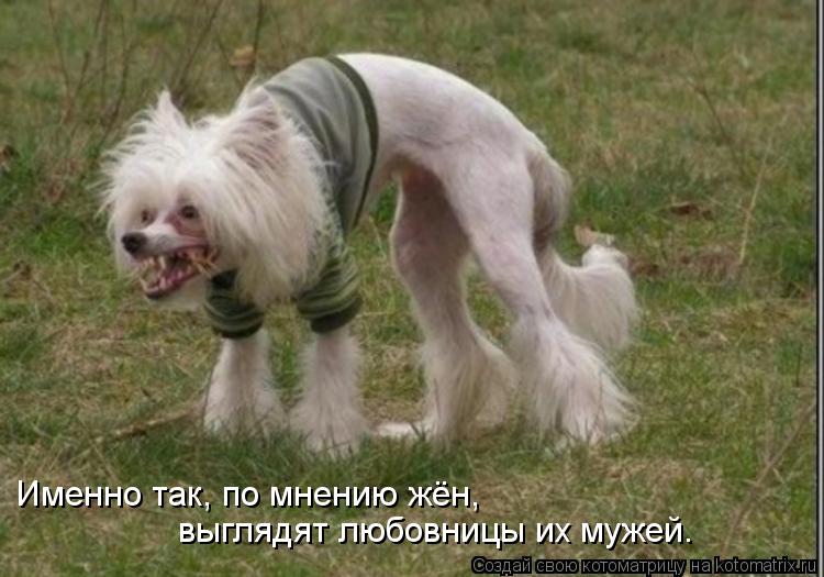 Котоматрица: Именно так, по мнению жён, выглядят любовницы их мужей.