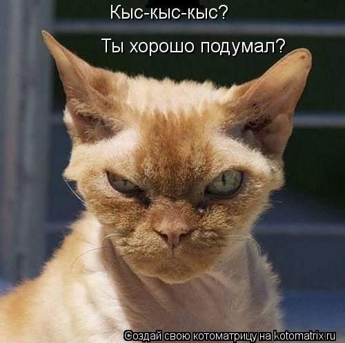Котоматрица: Кыс-кыс-кыс? Ты хорошо подумал?