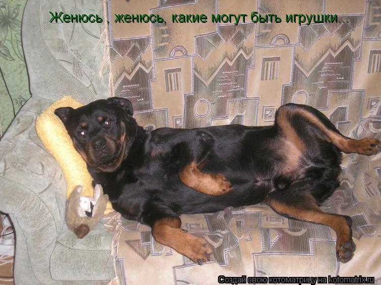 Котоматрица: Женюсь , женюсь, какие могут быть игрушки...