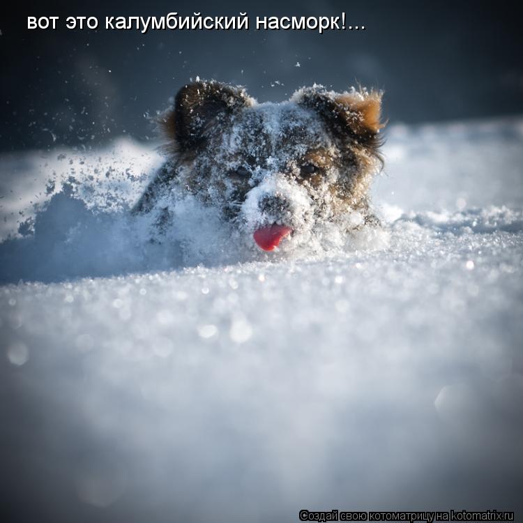 Котоматрица: вот это калумбийский насморк!...