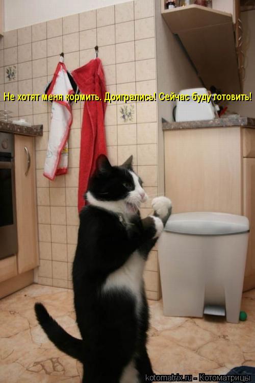 Котоматрица: Не хотят меня кормить. Доигрались! Сейчас буду готовить!