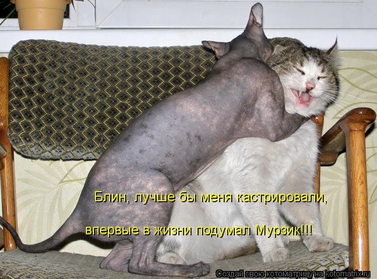 Блин, лучше бы меня кастрировали, впервые в жизни подумал Мурзик!!!... Котоматрица: Блин, лучше бы меня кастрировали, впервые в жизни подумал Мурзик!!!