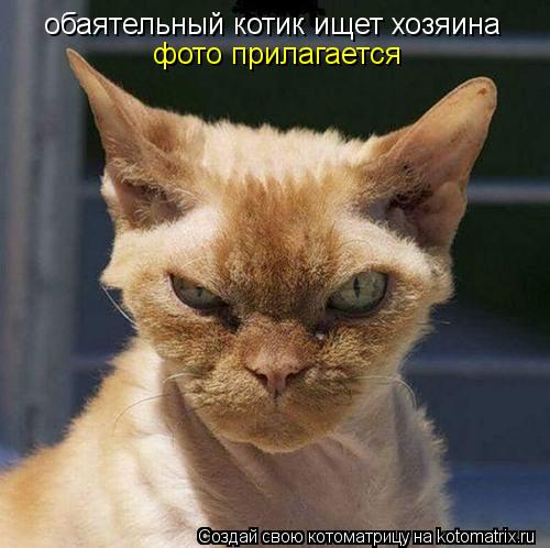 обаятельный котик ищет хозяина фото прилагается... Котоматрица: обаятельный котик ищет хозяина фото прилагается