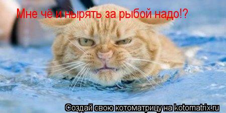 Мне чё и нырять за рыбой надо!?... Котоматрица: Мне чё и нырять за рыбой надо!?