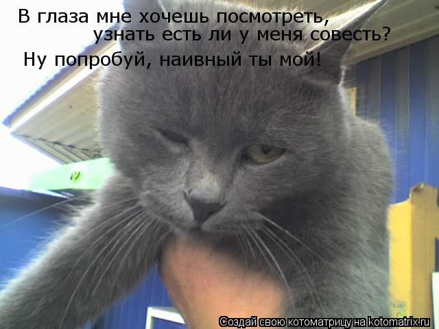В глаза мне хочешь посмотреть, узнать есть ли у меня совесть? Ну попробуй, наивный ты мой!... Котоматрица: В глаза мне хочешь посмотреть, узнать есть ли у меня совесть? Ну попробуй, наивный ты мой!