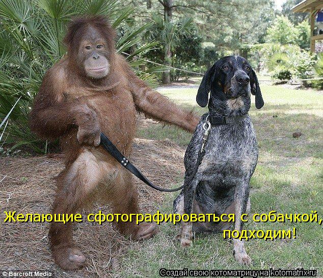 Котоматрица: Желающие сфотографироваться с собачкой, подходим!