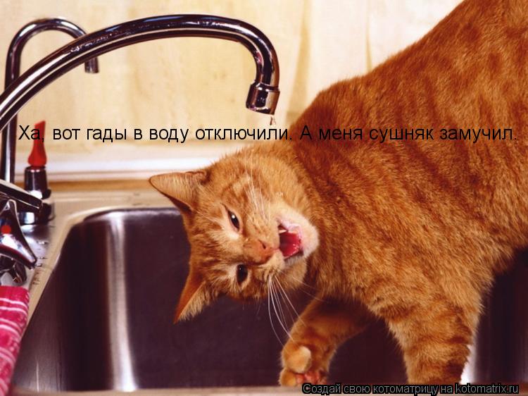 Котоматрица: Ха, вот гады в воду отключили. А меня сушняк замучил.