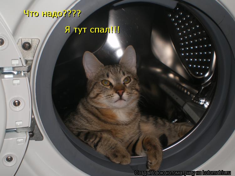 Что надо???? Я тут спал!!!... Котоматрица: Что надо???? Я тут спал!!!