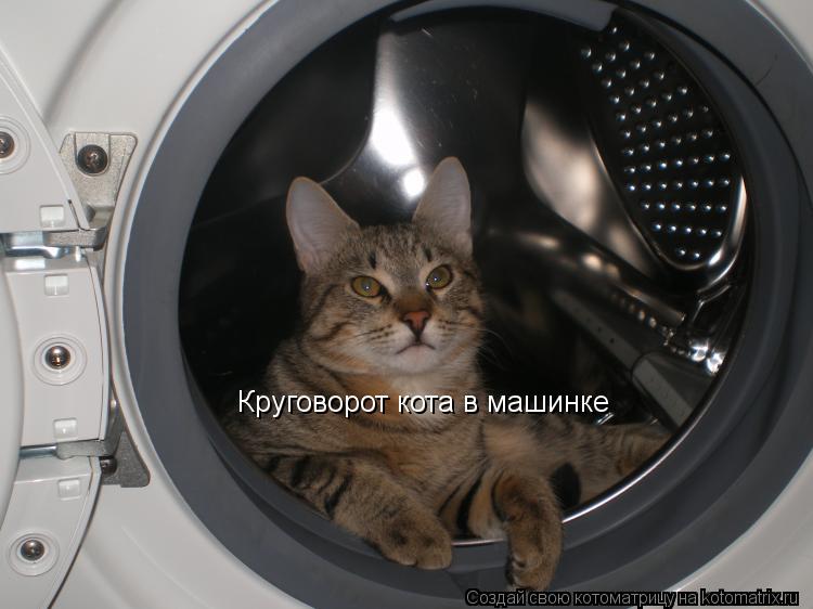 Круговорот кота в машинке... Котоматрица: Круговорот кота в машинке