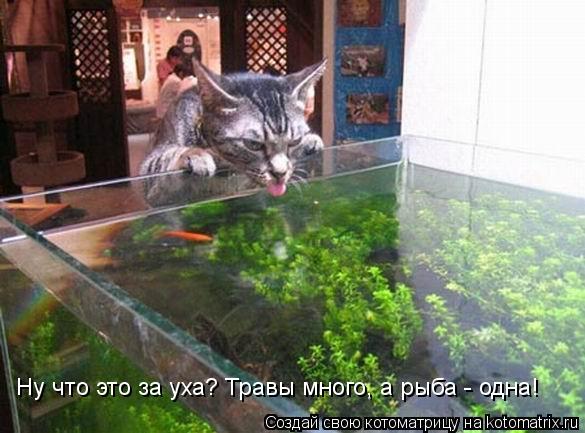 Котоматрица: Ну что это за уха? Травы много, а рыба - одна!