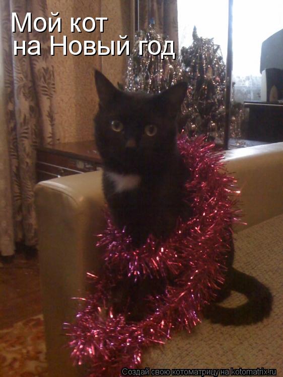Мой кот на Новый год... Котоматрица: Мой кот на Новый год