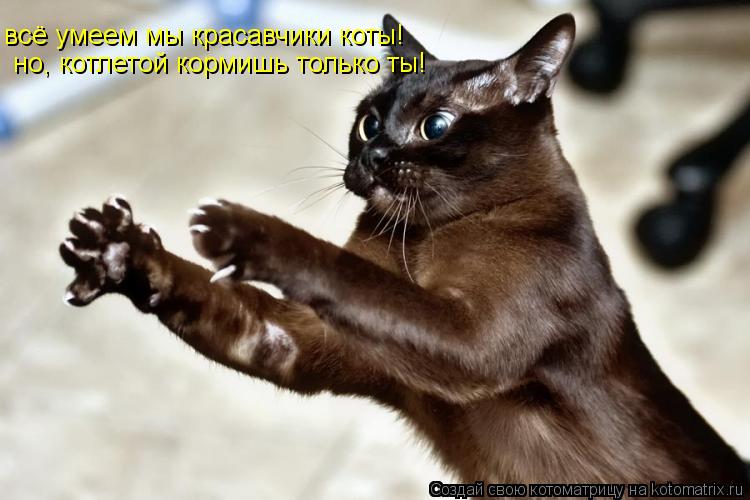 всё умеем мы красавчики коты! но, котлетой кормишь только ты!... Котоматрица: всё умеем мы красавчики коты! но, котлетой кормишь только ты!