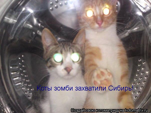 Коты зомби захватили Сибирь!... Котоматрица: Коты зомби захватили Сибирь!
