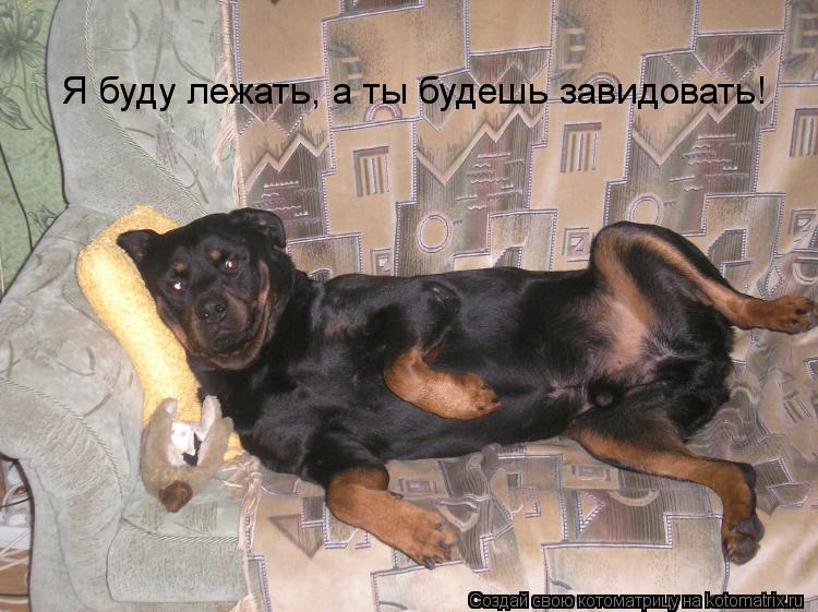 Я буду лежать, а ты будешь завидовать!... Котоматрица: Я буду лежать, а ты будешь завидовать!