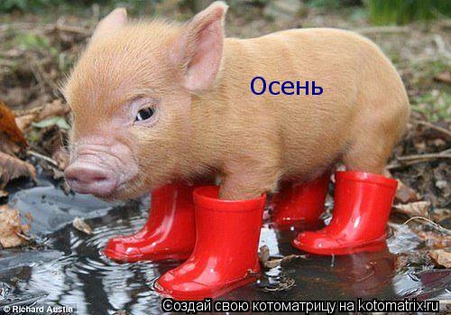 Котоматрица: Осень
