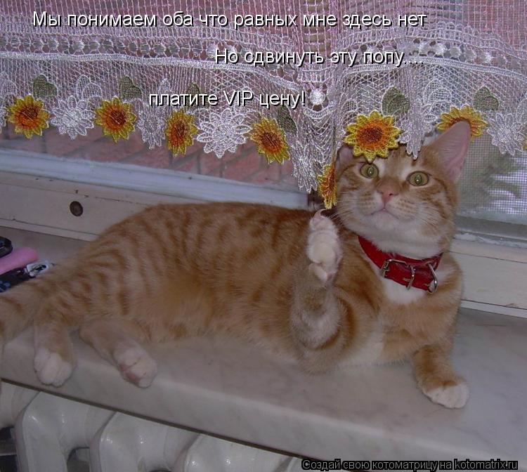 Котоматрица: Мы понимаем оба что равных мне здесь нет Но сдвинуть эту попу.... платите VIP цену!