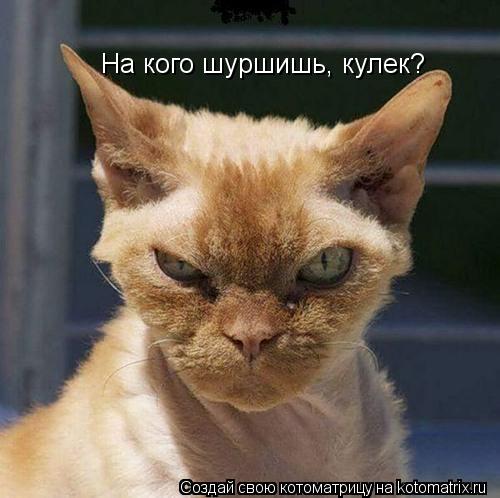 Котоматрица: На кого шуршишь, кулек?
