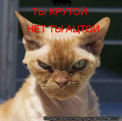 Котоматрица: ТЫ КРУТОЙ ТЫ КРУТОЙ НЕТ ТЫ АЦТОЙ