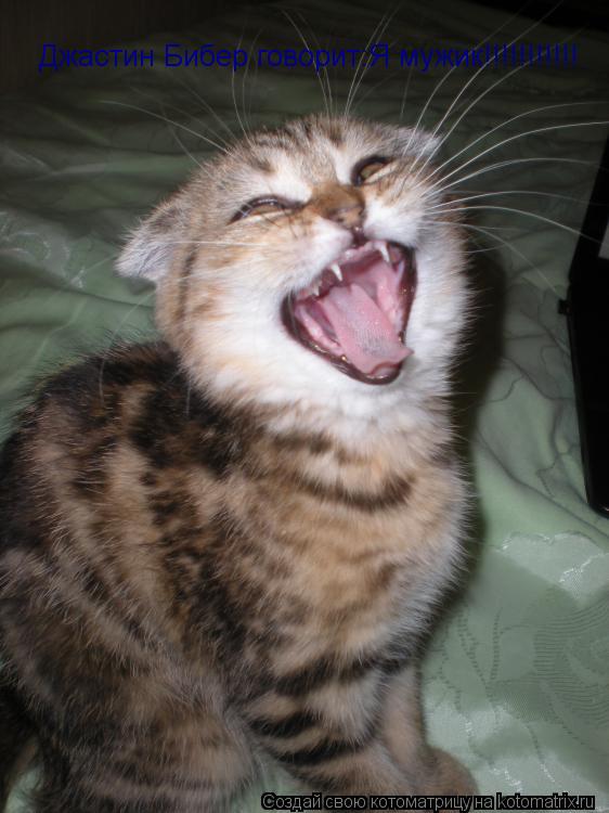 Котоматрица: Джастин Бибер говорит:Я мужик!!!!!!!!!!!