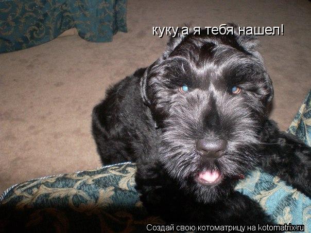 Котоматрица: куку,а я тебя нашел!