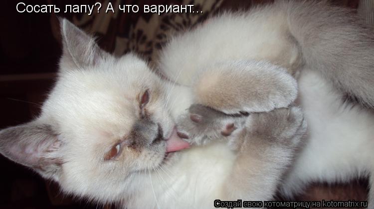 Котоматрица: Сосать лапу? А что вариант...