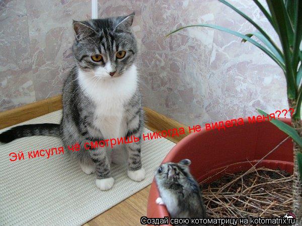 Котоматрица: Эй кисуля чё смотришь никогда не видела меня???