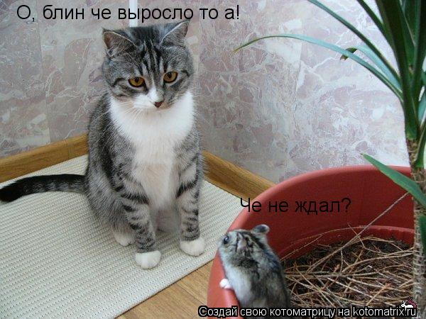 Котоматрица: О, блин че выросло то а! Че не ждал?
