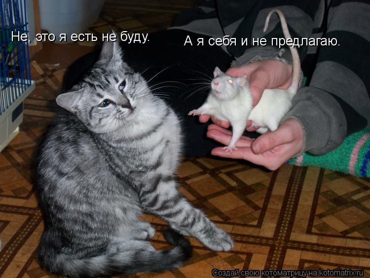 Котоматрица: Не, это я есть не буду.  А я себя и не предлагаю.