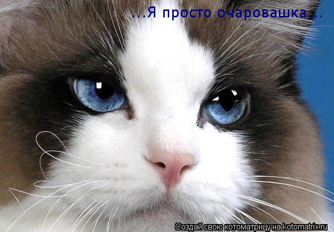 ...Я просто очаровашка...... Котоматрица: ...Я просто очаровашка...