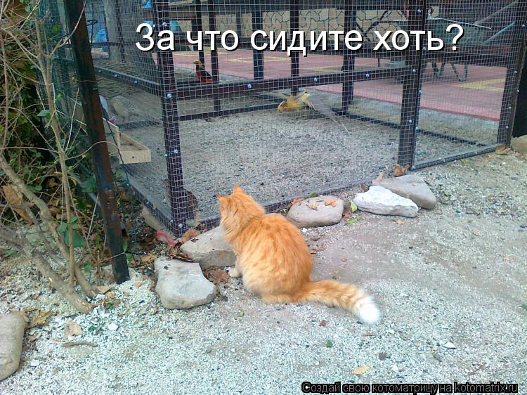 За что сидите хоть?... Котоматрица: За что сидите хоть?