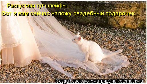 Вот я вам сейчас наложу свадебный подарочек. Распустили тут шлейфы...... Котоматрица: Вот я вам сейчас наложу свадебный подарочек. Распустили тут шлейфы...