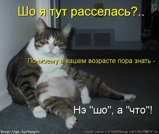 Котоматрица: Шо я тут расселась?.. По-моему в вашем возрасте пора знать -  Нэ "шо", а "что"!