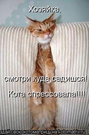 Котоматрица: Хозяйка, смотри куда садишся! Кота спрессовала!!!!