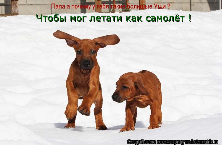 Котоматрица: Папа а почему у тебя такие болишые Уши ? Чтобы мог летати как самолёт !