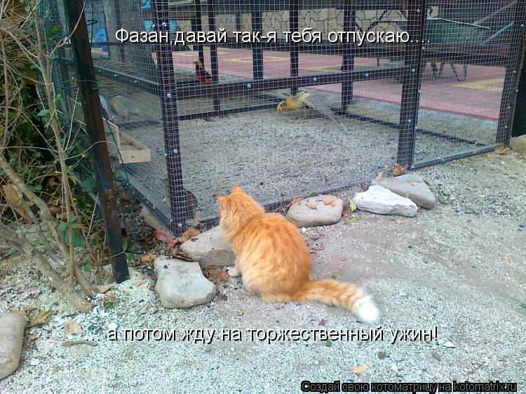 Котоматрица: Фазан,давай так-я тебя отпускаю.... ... а потом жду на торжественный ужин!