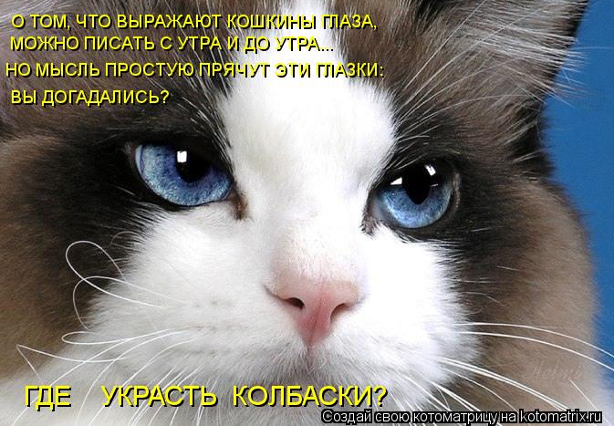 О ТОМ, ЧТО ВЫРАЖАЮТ КОШКИНЫ ГЛАЗА, МОЖНО ПИСАТЬ С УТРА И ДО УТРА... НО МЫСЛЬ ПРОСТУЮ ПРЯЧУТ ЭТИ ГЛАЗК... Котоматрица: О ТОМ, ЧТО ВЫРАЖАЮТ КОШКИНЫ ГЛАЗА, МОЖНО ПИСАТЬ С УТРА И ДО УТРА... НО МЫСЛЬ ПРОСТУЮ ПРЯЧУТ ЭТИ ГЛАЗКИ: ВЫ ДОГАДАЛИСЬ? ГДЕ УКРАСТЬ КОЛБАСКИ?
