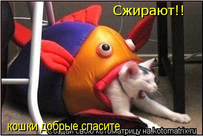 Котоматрица: Сжирают!! кошки добрые спасите