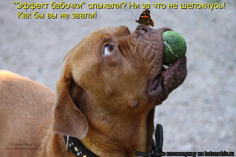 Котоматрица: "Эффект бабочки" слыхали? Ни за что не шелохнусь! Как бы вы не звали!