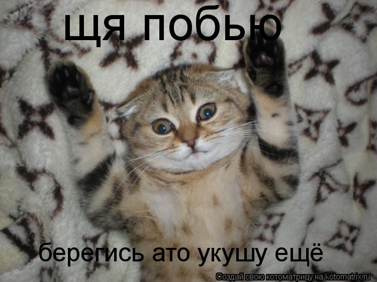 Котоматрица: щя побью берегись ато укушу ещё