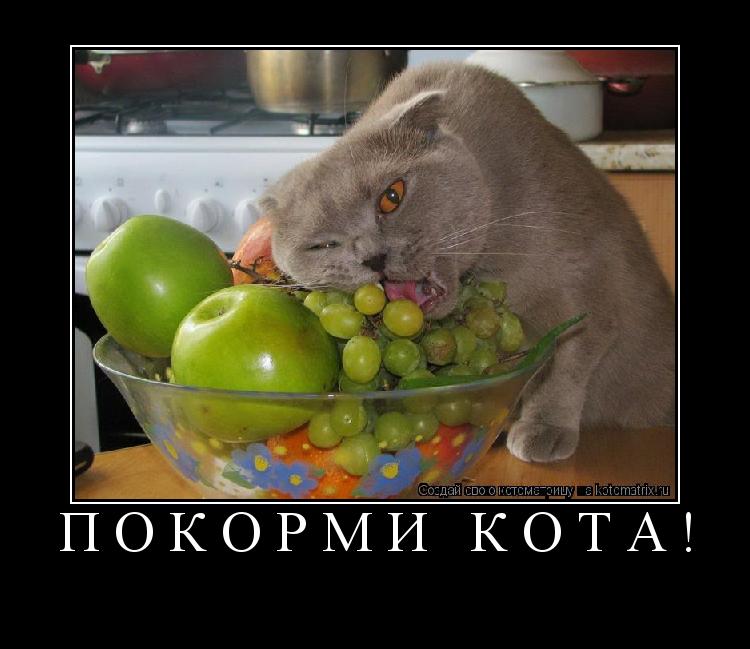 Котоматрица: Покорми кота! 