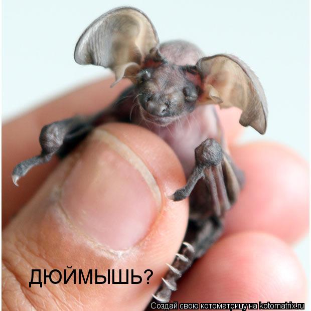 Котоматрица: ДЮЙМЫШЬ?